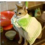 Funny Cat Memes