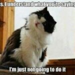 Funny Cat Memes