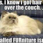 Funny Cat Memes