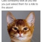 Funny Cat Memes