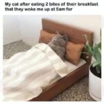 Funny Cat Memes