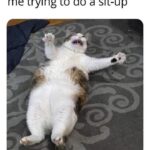 Funny Cat Memes