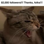 Funny Cat Memes