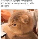 Funny Cat Memes