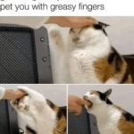 Funny Cat Memes