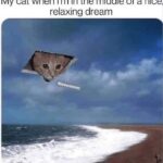 Funny Cat Memes