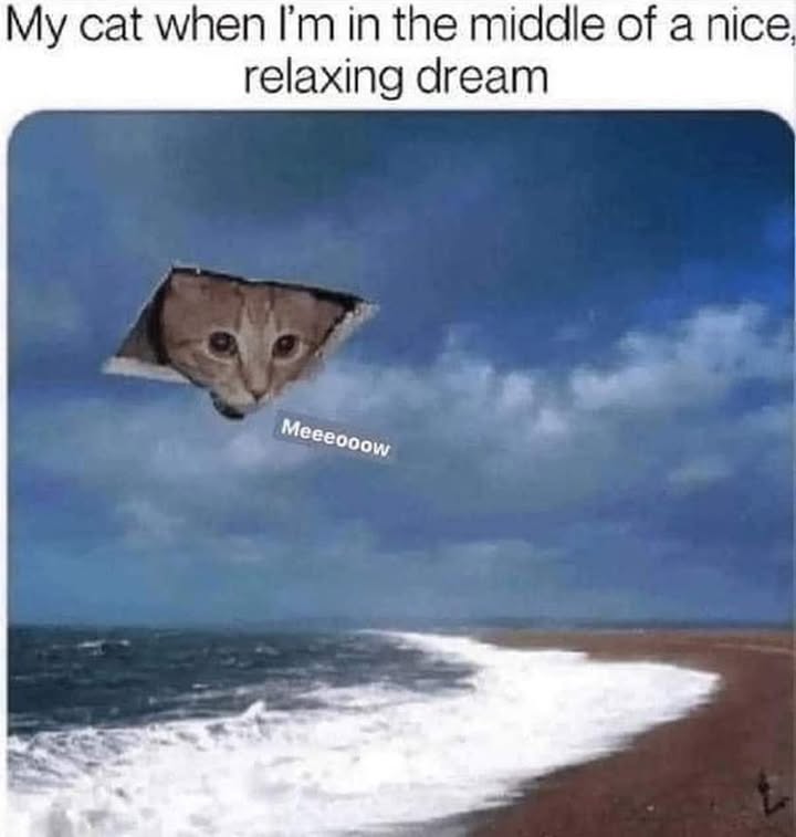 Funny Cat Memes