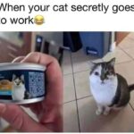 Funny Cat Memes