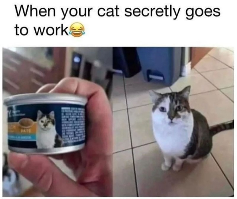 Funny Cat Memes