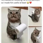 Funny Cat Memes