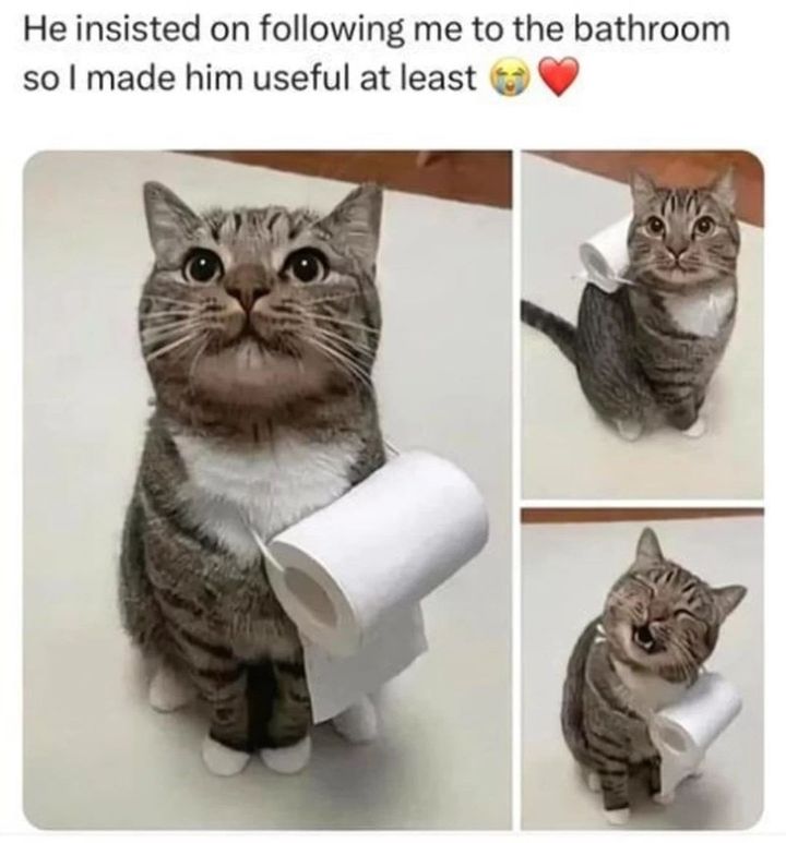 Funny Cat Memes