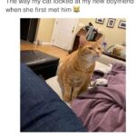 Funny Cat Memes