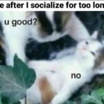 Funny Cat Memes