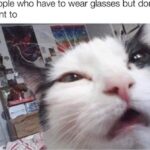 Funny Cat Memes