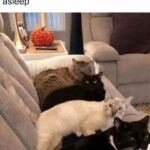 Funny Cat Memes