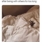 Funny Cat Memes