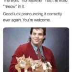 Funny Cat Memes