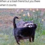 Funny Cat Memes