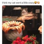 Funny Cat Memes