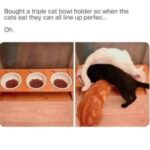 Funny Cat Memes