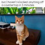 Funny Cat Memes