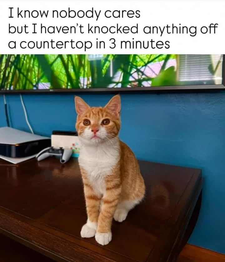 Funny Cat Memes