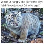 Funny Cat Memes