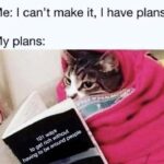 Funny Cat Memes