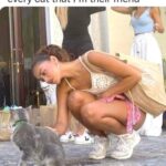 Funny Cat Memes