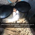 Funny Cat Memes