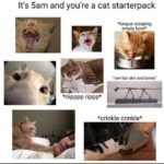 Funny Cat Memes