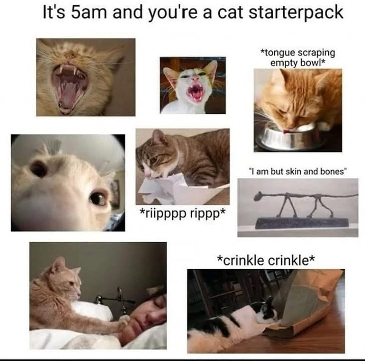 Funny Cat Memes