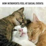 Funny Cat Memes