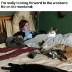 Funny Cat Memes