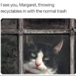 Funny Cat Memes