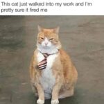 Funny Cat Memes