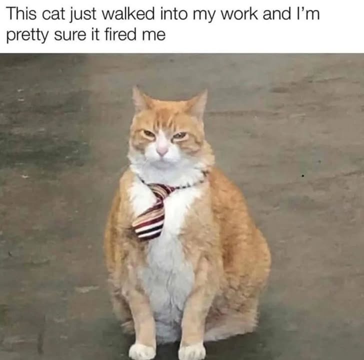 Funny Cat Memes