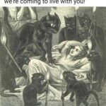 Funny Cat Memes