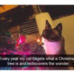 Funny Cat Memes