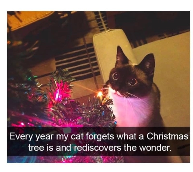 Funny Cat Memes