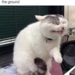 Funny Cat Memes