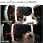 Funny Cat Memes