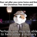 Funny Cat Memes