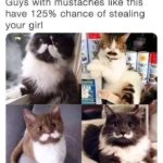 Funny Cat Memes