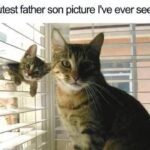 Funny Cat Memes