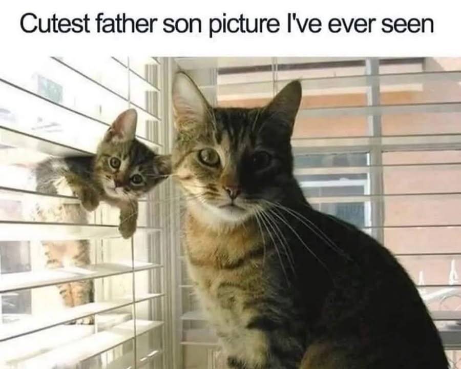 Funny Cat Memes