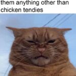 Funny Cat Memes