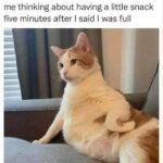 Funny Cat Memes