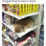 Funny Cat Memes