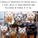 Funny Cat Memes